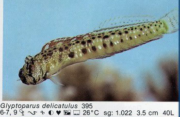 Glyptoparus delicatulus